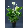 ANTHURIUM p17 Sarkanas