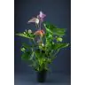 ANTHURIUM p17 Sarkanas