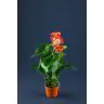 ANTHURIUM p17 Sarkanas