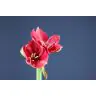 Hippeastrum Hercules