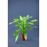 Aglonēma p13 (Aglaonema)