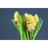 Hyacinthus Yellow