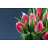Tulip Bolroyal Pink