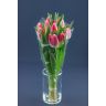 Tulip Bolroyal Pink