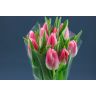 Tulip Bolroyal Pink