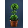 Buxus