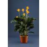 Calathea Crocata