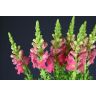 Antirrhinum Pink
