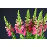 Antirrhinum Pink