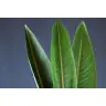 Strelizia leaves