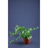 Hedera p13