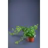 Efeja p13 (Hedera)