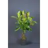 FICUS EL MELANY STAM