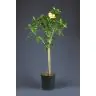 Hibiscus Stam