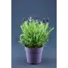 Lavanda p13cm