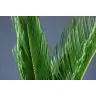 Cycas lapas