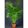 Areca 200cm