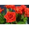 Roses Naranga 60 cm