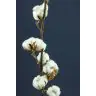 Gossypium (Kokvilna)