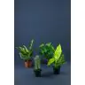 Augu mix p12 (Plant Mix)