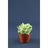 Succulenten