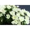 Chrysantemum Aqua Anastasia White
