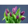 Tulip  Purple Prince