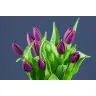 Tulip  Purple Prince