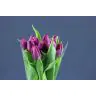 Tulip  Purple Prince