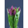 Tulip  Purple Prince