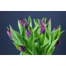 Tulip  Purple Prince