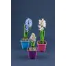 Hyacinthus 1 stam