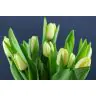 Tulip Cheers Cream