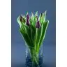 Tulip Purple Lady