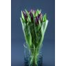 Tulip Purple Lady