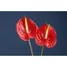 Anthurium Mini Tropical