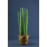 Sansevieria Cylindrica