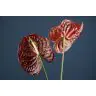Anthurium Tropic Night