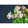 Alstromeria Panorama