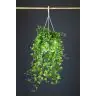 HEDERA