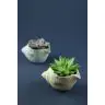 Succulenten In Seashell