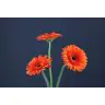 Gerbera Candela