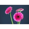 Gerbera Picobello