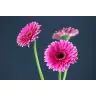 Gerbera Picobello