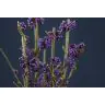 Callicarpa