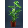 Monstera p19