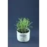 Succulenten In Ceramic pot