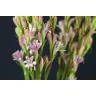 Polianthes Tuberosa