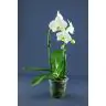 Orhidejas Phalaenopsis Waterfall