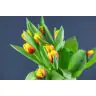 Tulip Andre Citroen